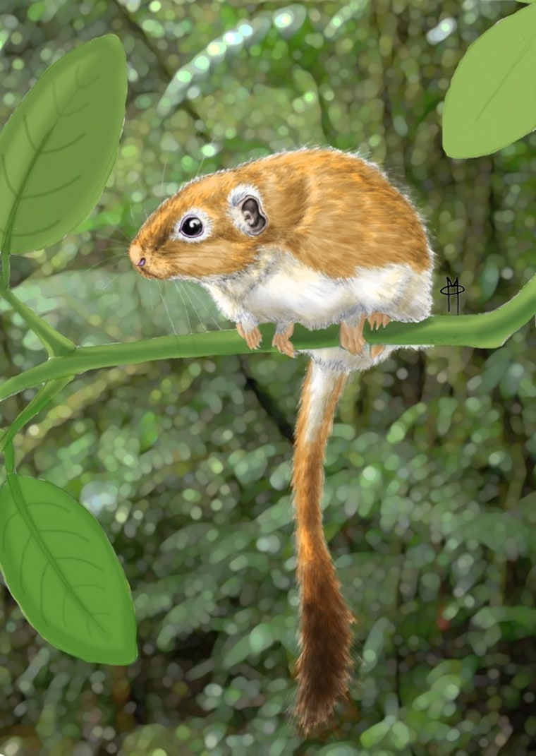 Image: Illustration of the Canaanimys rodent